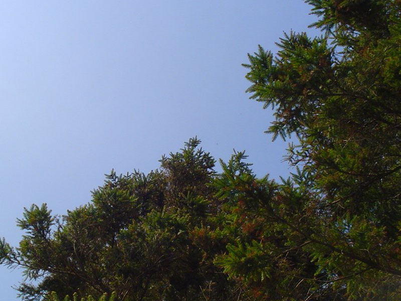 Sky over Trees