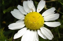 Click for larger photo