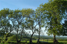 Click for larger photo